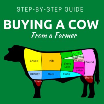 what are the cheapest parts of a cow to buy